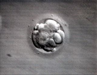 Mojo's Embryo 3